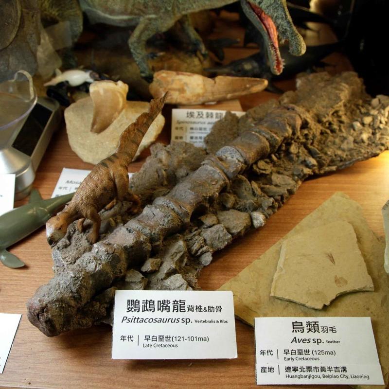 Psittacosaurus Sp. Vertebralis Ribs
