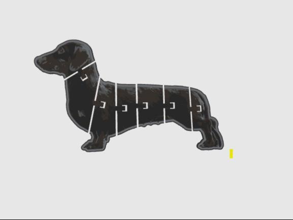 dachshund dog