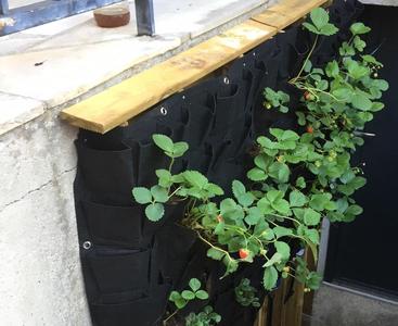 Vertical Strawberries Planter
