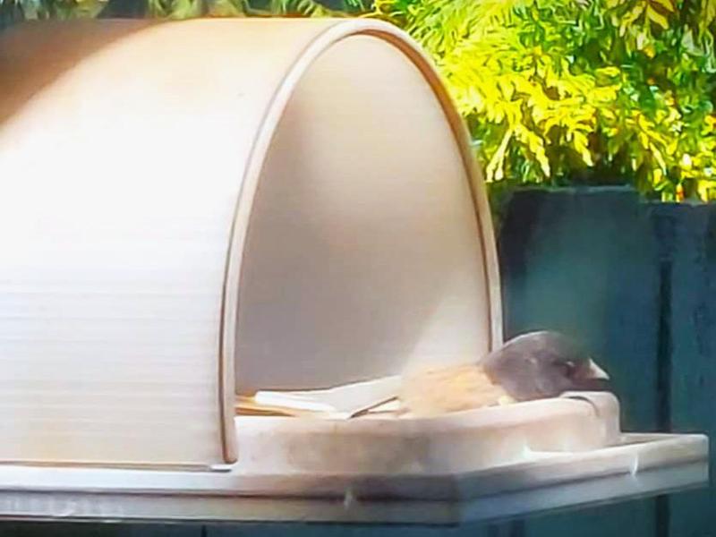 Curved Roof Bird Feeder