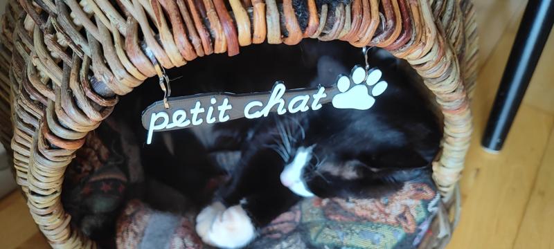 Petit Chat