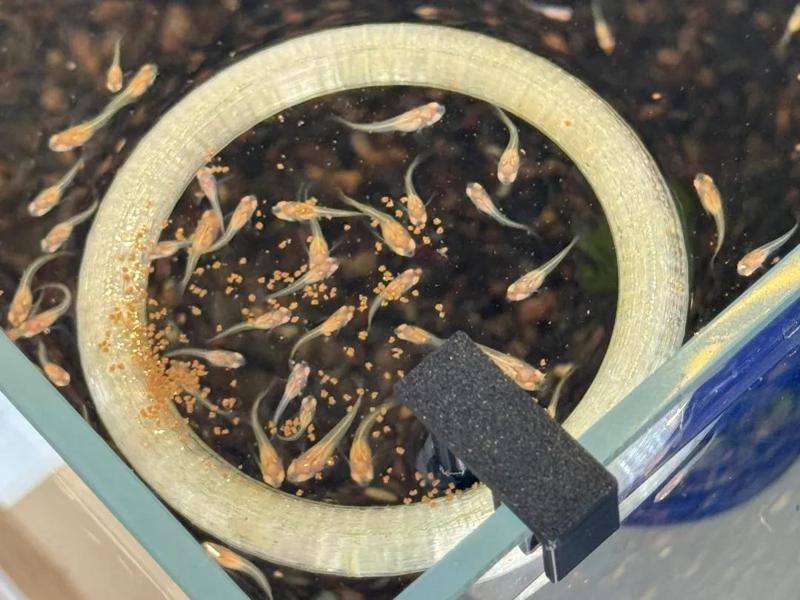 Fish Tank Floating Feeder and Holder