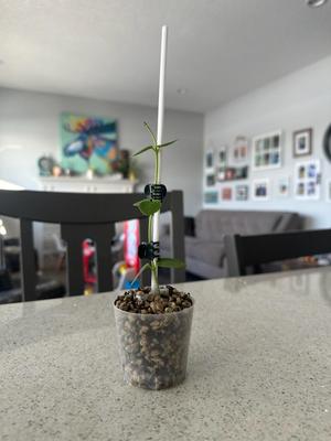 Large Basic Plant Stick
