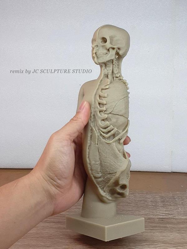 RESIN READY - Plaster model of torso and head, showing partial dissection