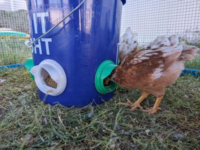 Chicken Feeder