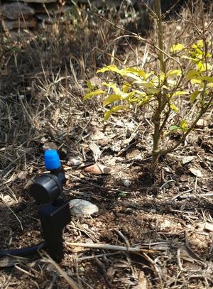 Piquet Arrosage /  automatic watering support