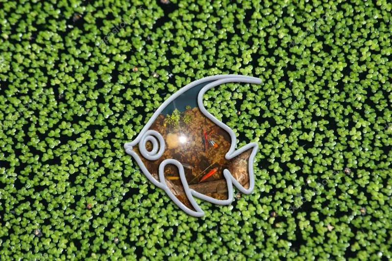 Aqua Feeder Pomfret Fish