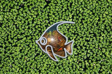 Aqua Feeder Pomfret Fish