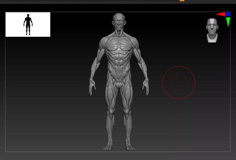 Male Anatomy 3D print ready detailed model