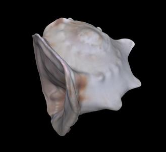 Shell - 3D Scanned with Structure Sensor