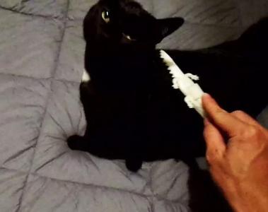 Gator Kitty and Dog Brush