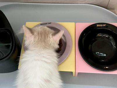 BRIDGE.CAT Pet bowl Heightening rack
