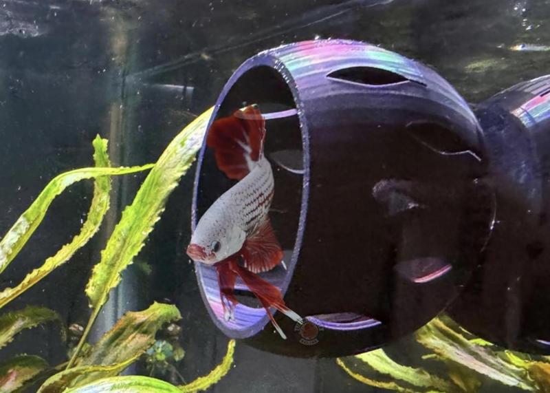 Betta Bulb Betta Fish Hide Fish Tank Decoration