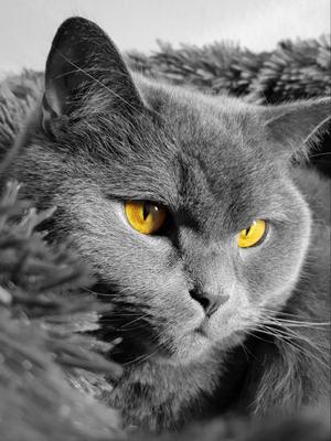 Cat British Shortair Hueforge