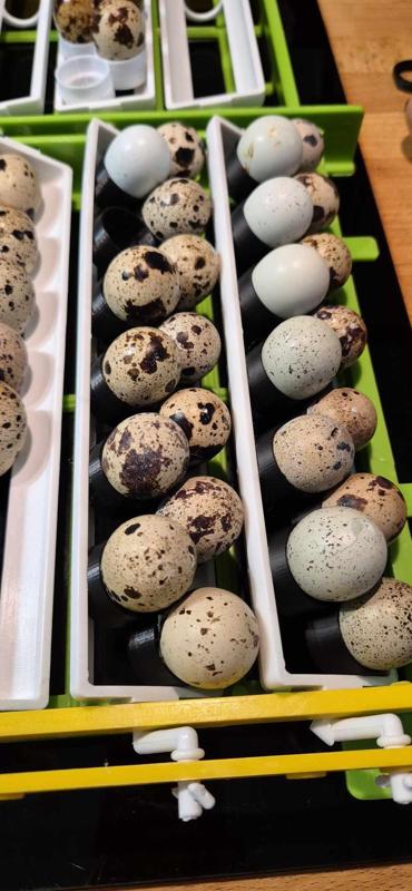 Quail egg adapter CIMUKA