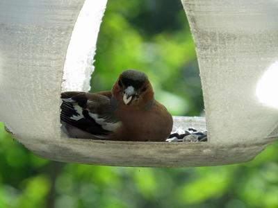 Birdfeeder church orthodox dome feeder