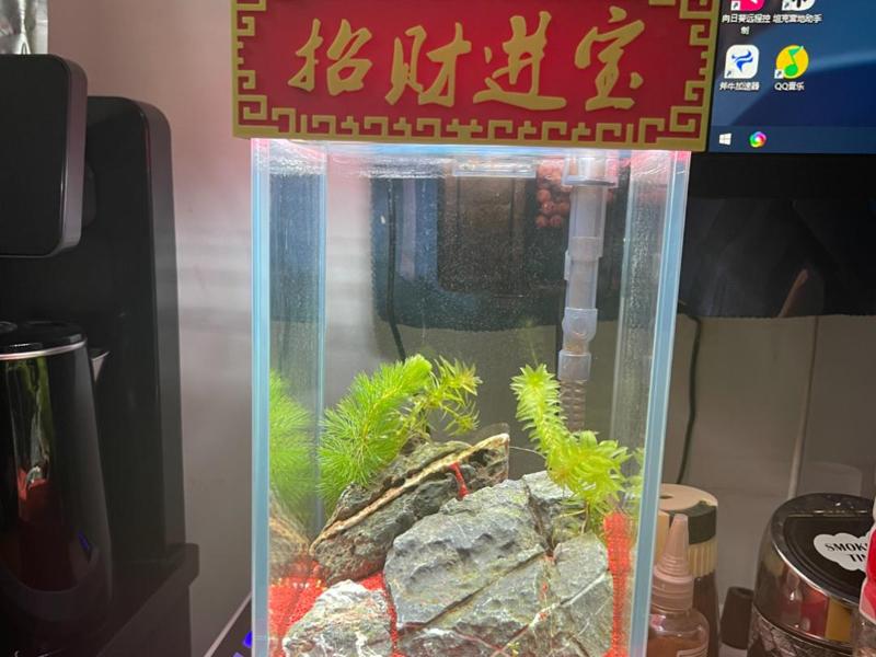 15×15CM Square Tank Decor Set