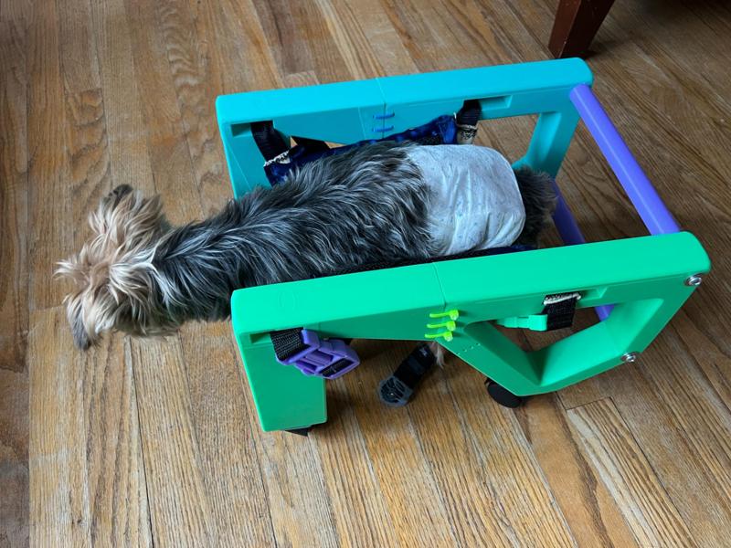 Small Dog Wheelchair