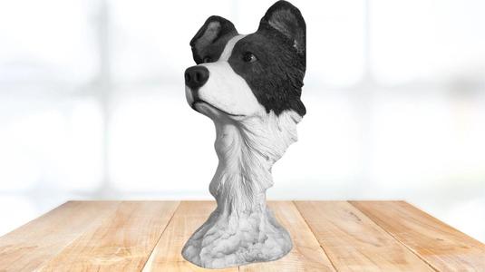 Border Collie Bust
