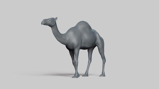 camel pose 03