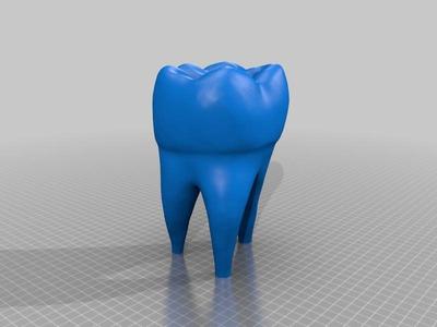human tooth model