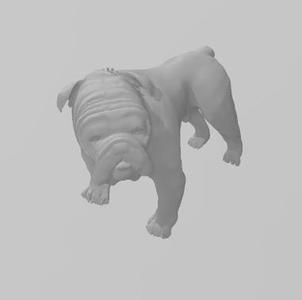 bulldog
