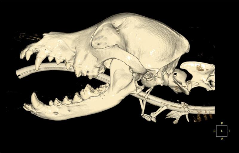The skull of a Labrador retriever created on the basis of CT