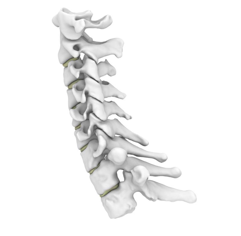 Flexible Spine