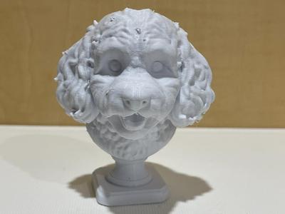 Cavoodle Bust