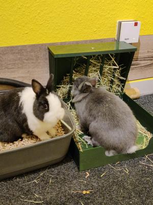 Big hay rack for bunnies