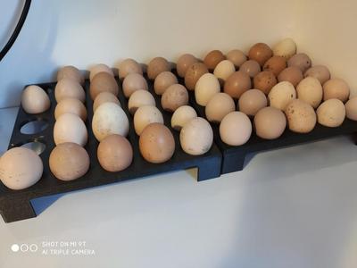 range oeuf - egg holder