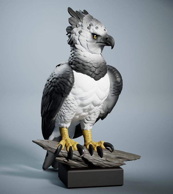 Harpy Eagle