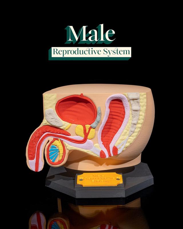 Male Reproductive System