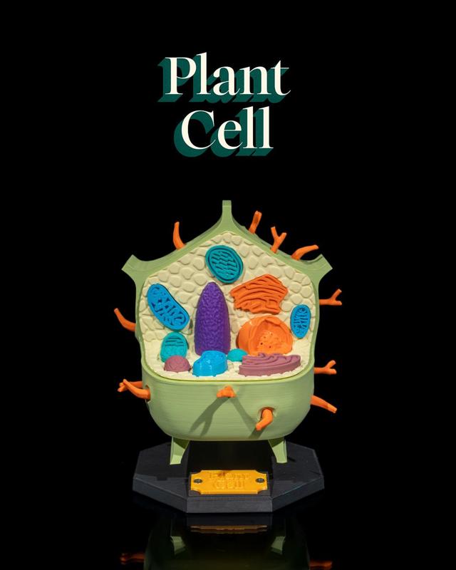 Plant Cell