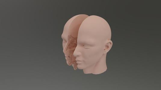 Nose teaching aids