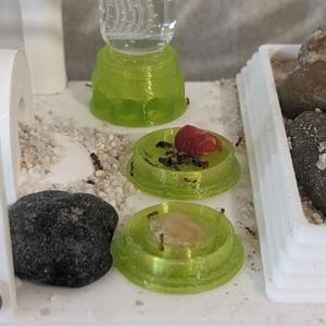 Ant Feeder