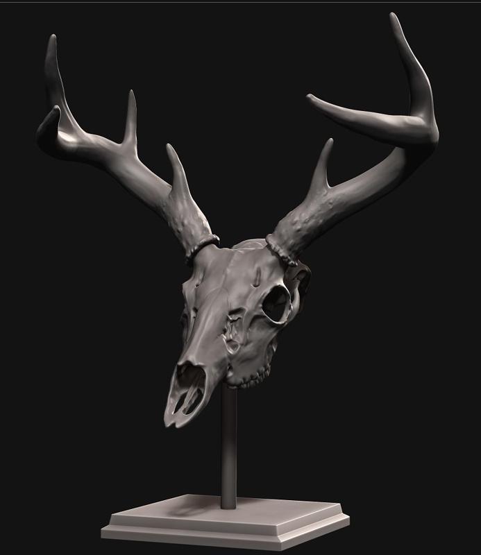 Deer skull with stand