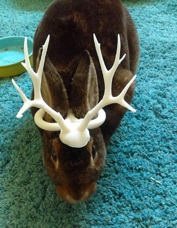 Jackalope horns for bunny