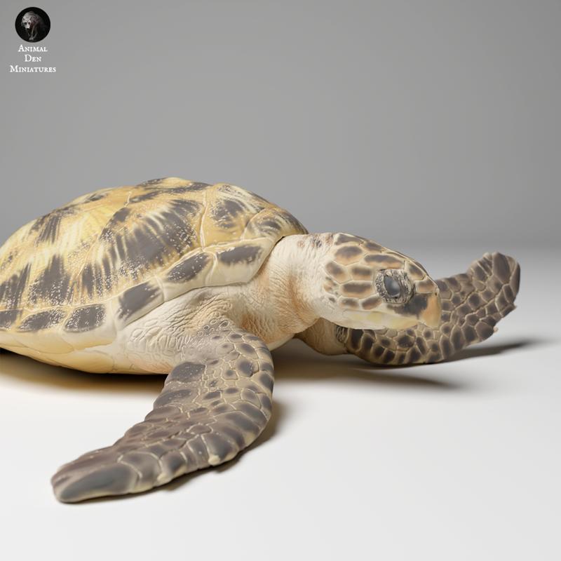 Hawksbill Sea Turtle (Eretmochelys imbricata)