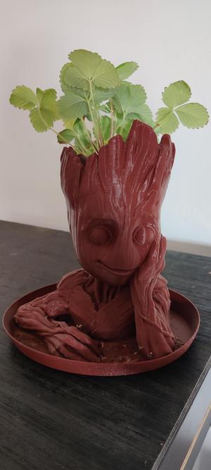 Groot saucer