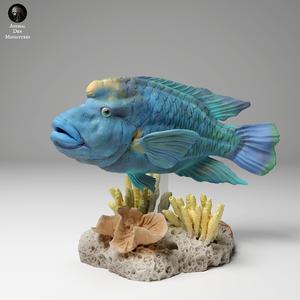 Napoleon or Humphead Wrasse 2