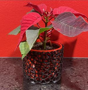 Plant pots - Voronoi - Etoile de Noël