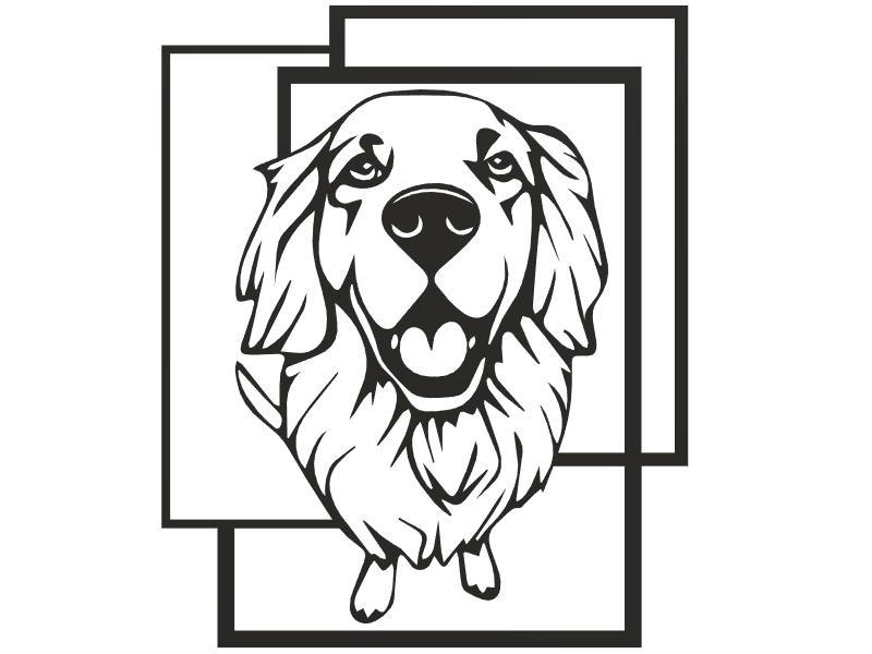 Golden retriver