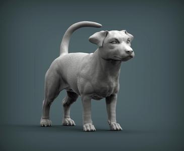 Jack Russell Terrier