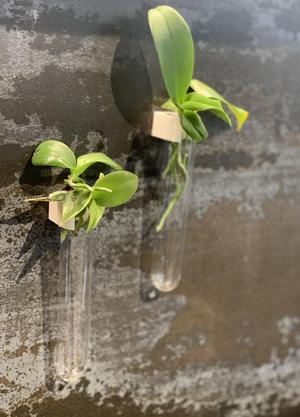 Wall Propagation Station