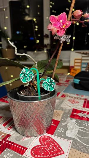 Plant's decoration - Monstera