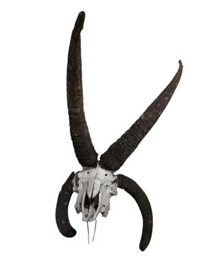 Craneo 4 horned sheep. Jacobs Sheep