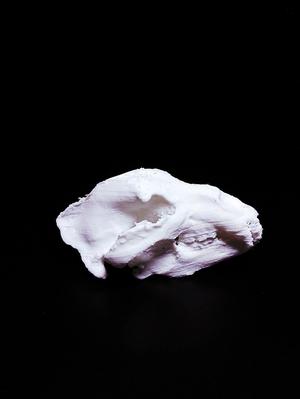 Brown Bear Skull