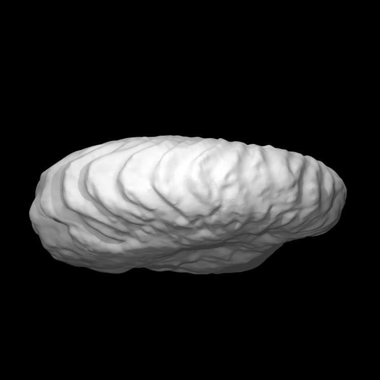 Callihoplites Glossonotus (Seeley)