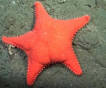 Starfish with its peristome